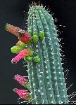 Cleistocactus tominensis ex Cactus Bolivia J.Ramirez